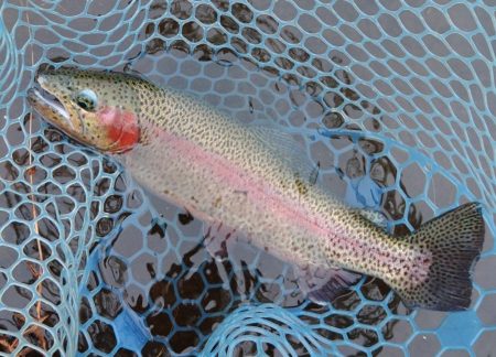 放流日のフィッシング母袋